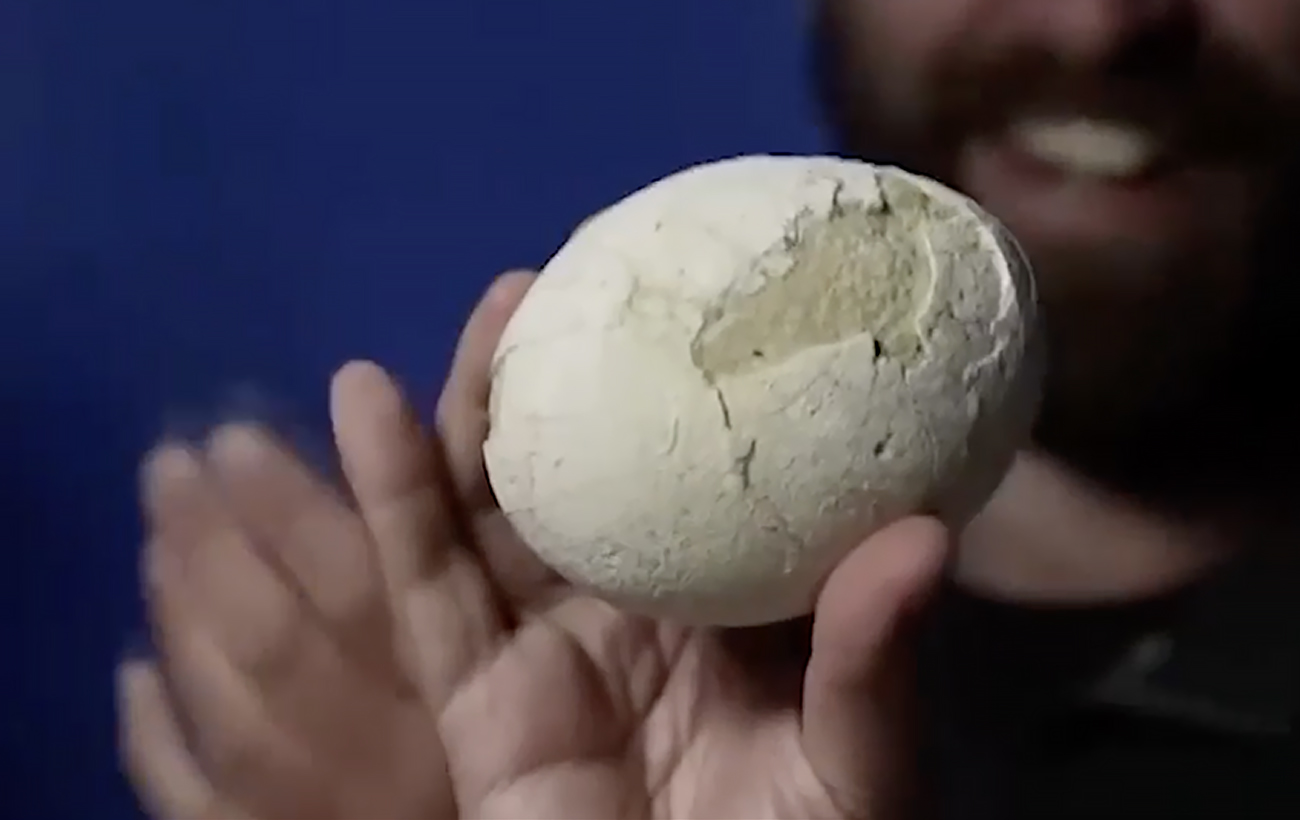 Ученые обнаружили идеально сохранившееся яйцо динозавра, которому более 70 миллионов лет